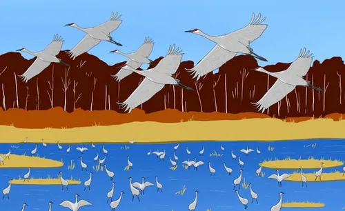 Illustration a large group of sandhill cranes. Some of the cranes are flying and some are wading in a lake. There is a fall forest in the background.